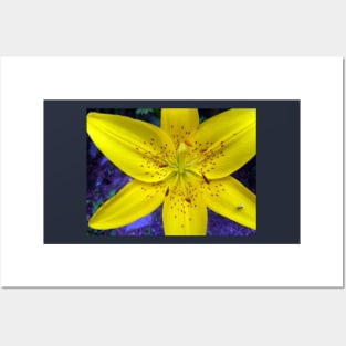 Yellow Flower Tiger Lily on Blue Background Day Lily Flowers Posters and Art